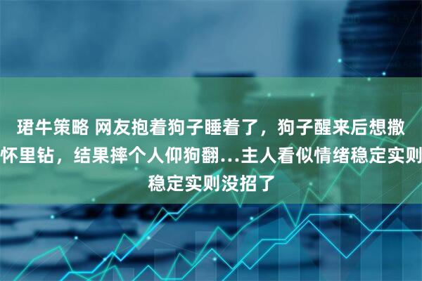 珺牛策略 网友抱着狗子睡着了，狗子醒来后想撒娇往她怀里钻，结果摔个人仰狗翻…主人看似情绪稳定实则没招了